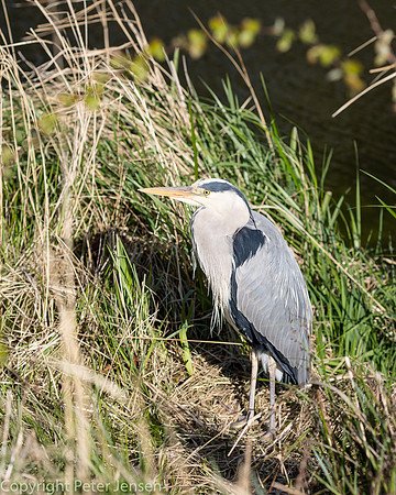 IMG_103039