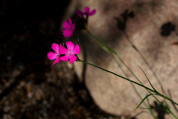 A7R3_004246